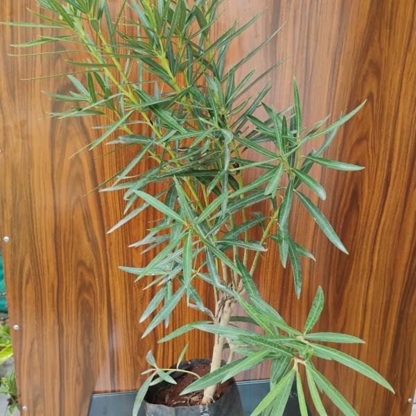 Kaner plant