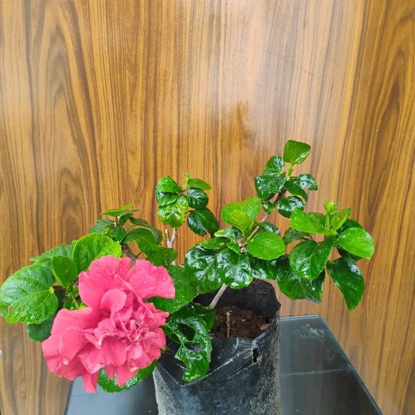 Hibiscus rosasinensis with plastic pot