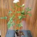 White rose plant without pot