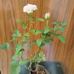 White rose plant without pot