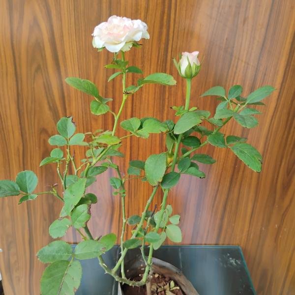 White rose plant without pot