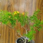 Tecoma plant with plastic pot