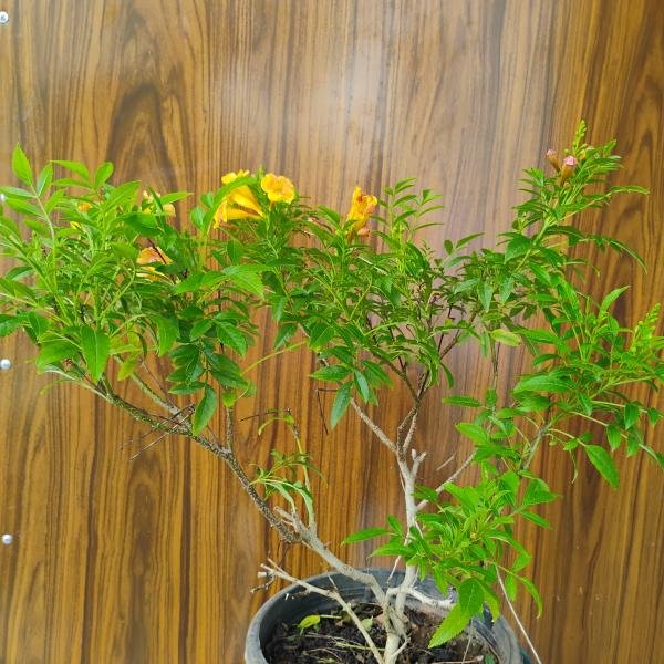 Tecoma plant with plastic pot