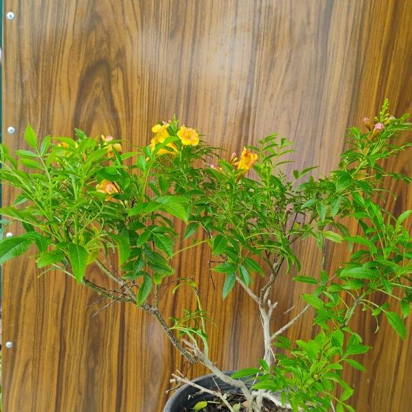 Tecoma plant with plastic pot