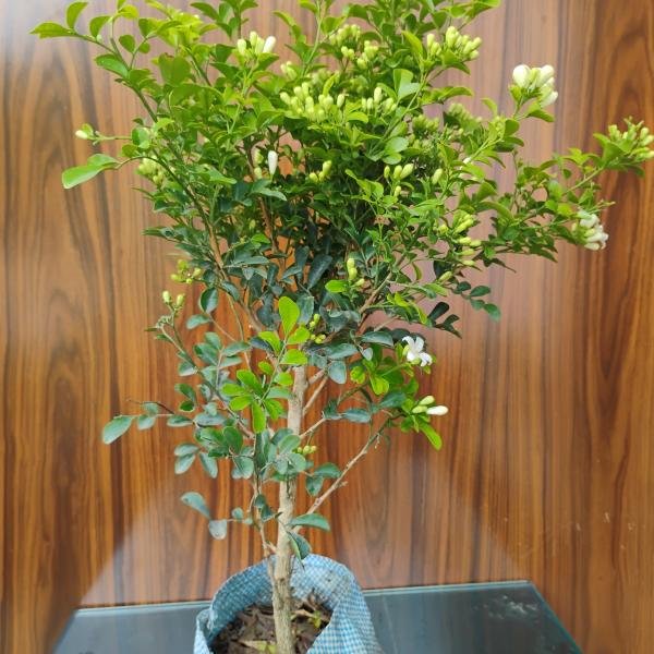 Madhukamini plant with plastic bag
