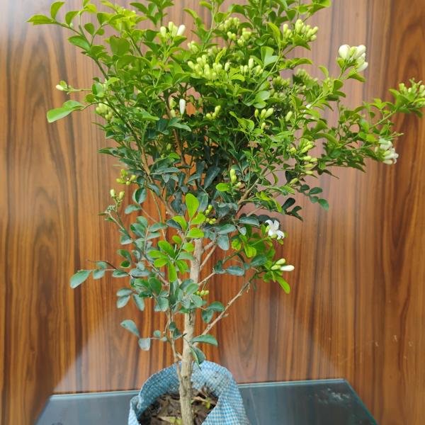 Madhukamini plant with plastic bag
