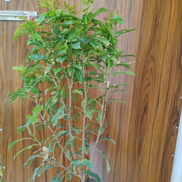 Jhatorpa plant without pot