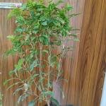 Jhatorpa plant without pot