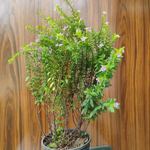 Diana plant with plastic pot