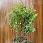 Diana plant with plastic pot
