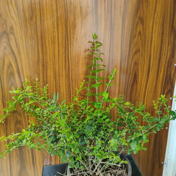 Murraya paniculata plant with plastic pot