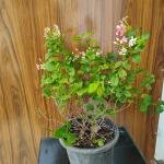 Madhumalti plant with plastic pot