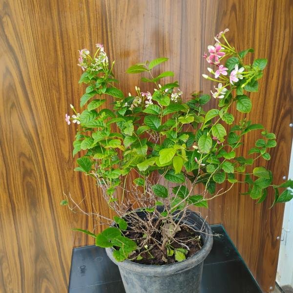 Madhumalti plant with plastic pot
