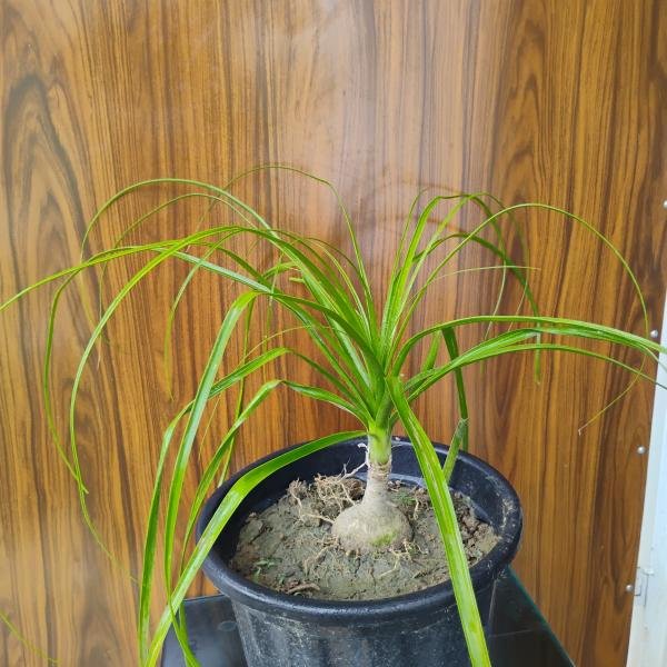 Bottle palm with plastic pot