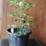 Schefflera plant with plastic pot