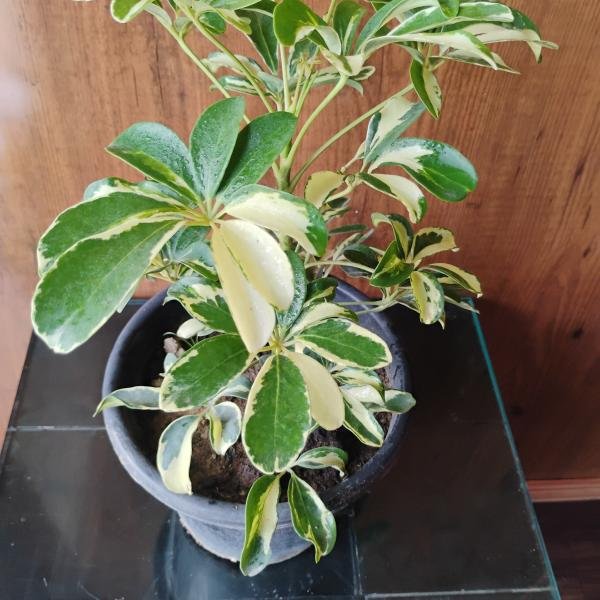 Schefflera plant with plastic pot