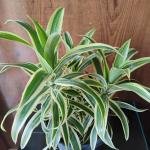 Song of India plant with black plastic pot