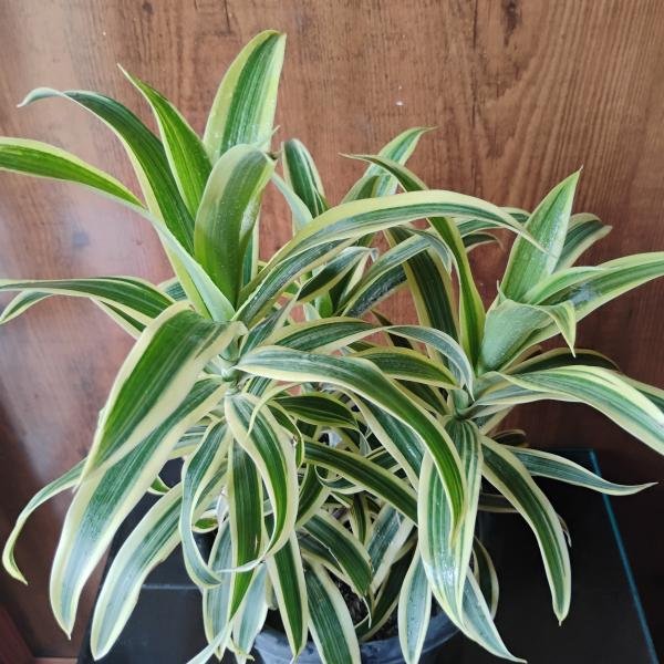Song of India plant with black plastic pot
