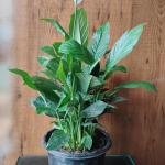 Peace Lily plant with plastic pot