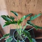 Jandu plant with plastic pot