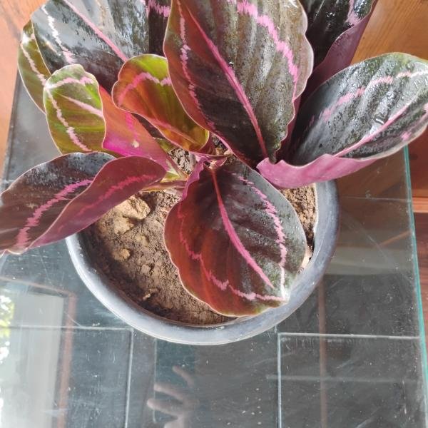 Calathea indoor plant with black plastic pot