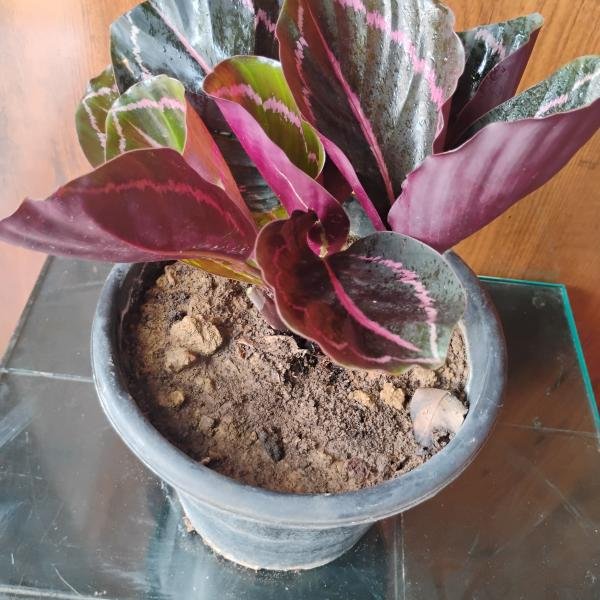 Calathea indoor plant with black plastic pot
