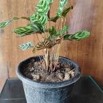Calathea makoyana with plastic pot
