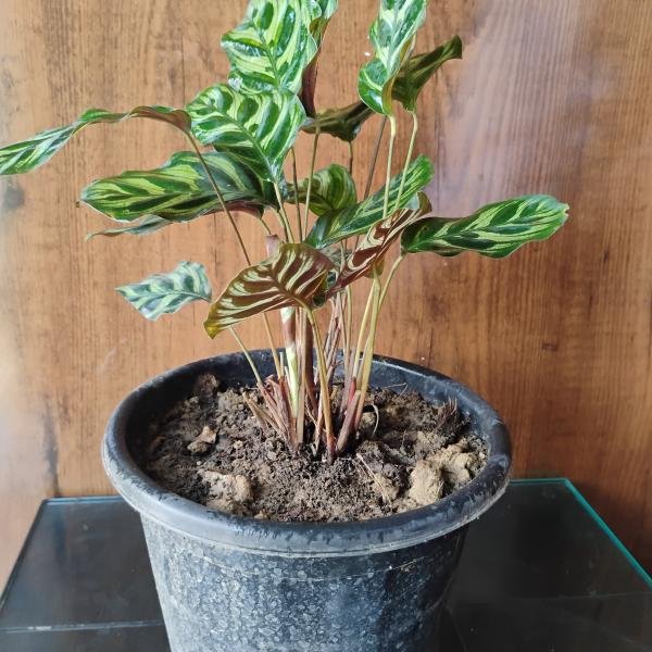 Calathea makoyana with plastic pot