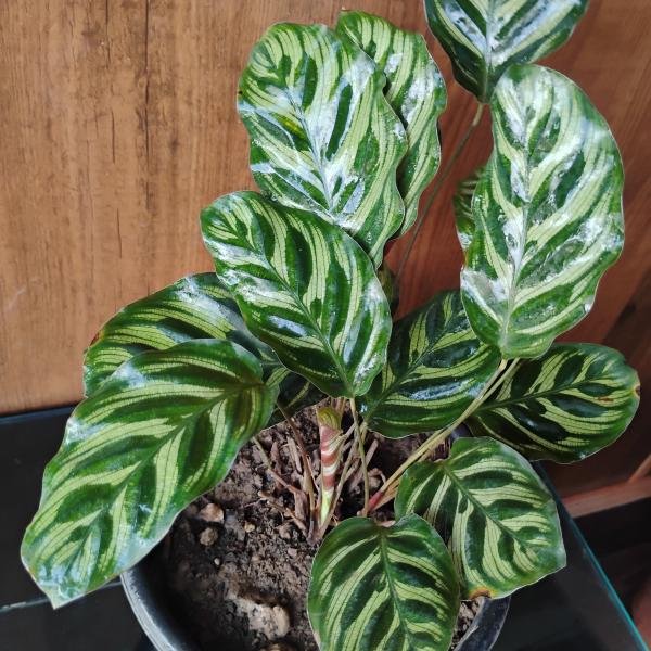 Calathea makoyana with plastic pot