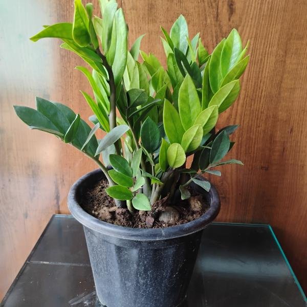 ZZ Plant indoor plant