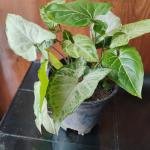 Singonium plant with plastic pot
