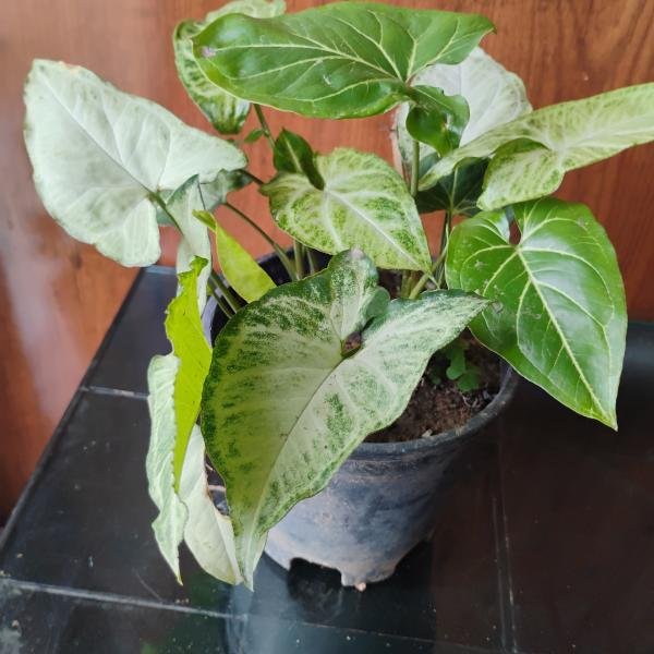 Singonium plant with plastic pot