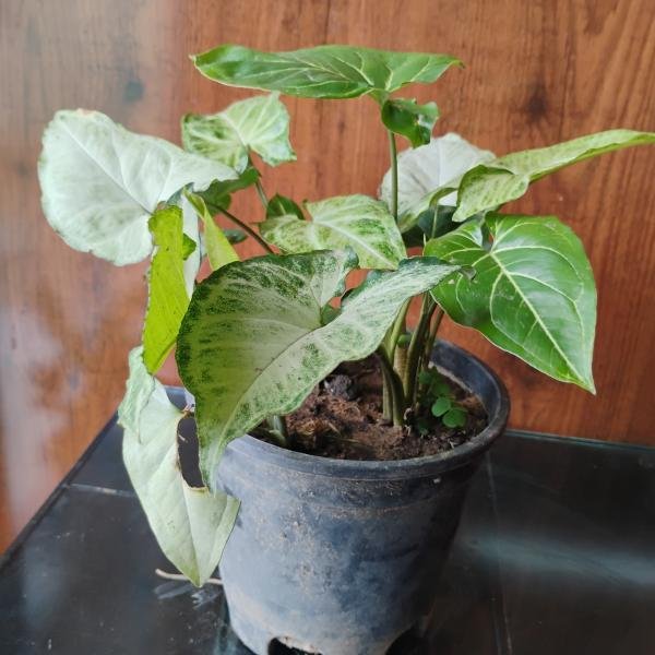 Singonium plant with plastic pot