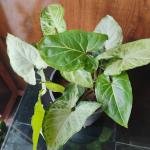 Singonium plant with plastic pot