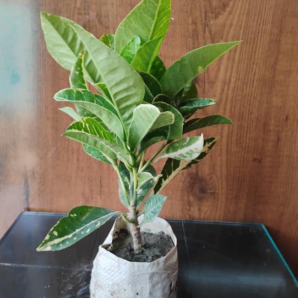 Green croton plant