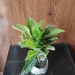 Green croton plant
