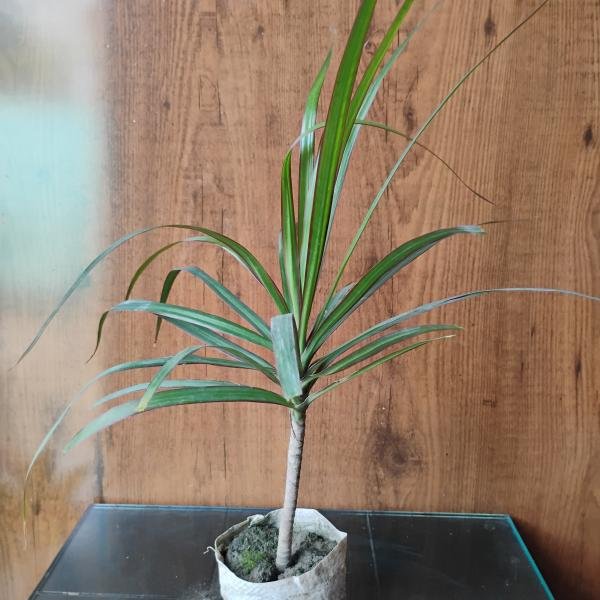 Kilorma plant