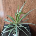 Kilorma plant