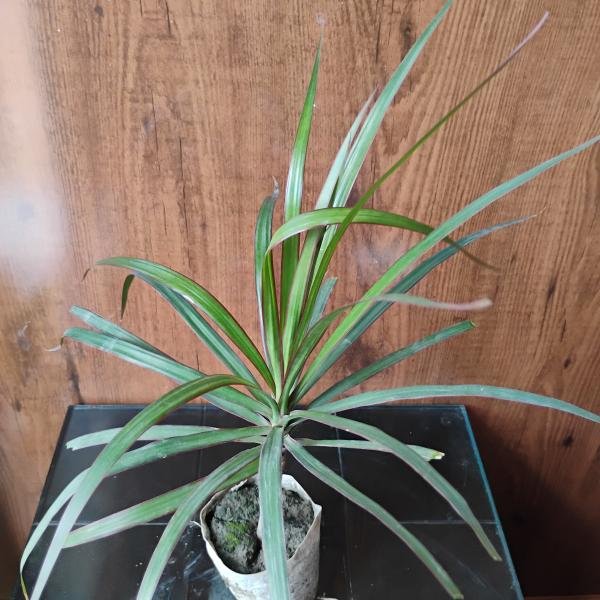 Kilorma plant