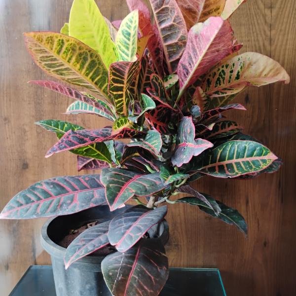 Croton plant
