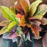 Croton plant