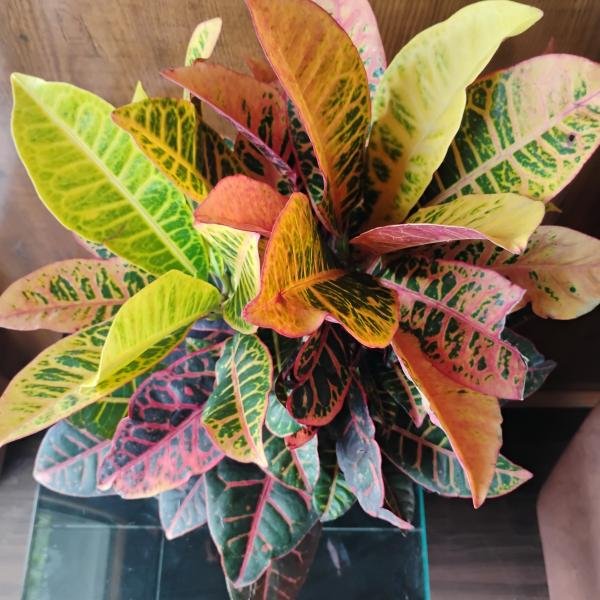 Croton plant