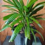 Rhapis excelsa