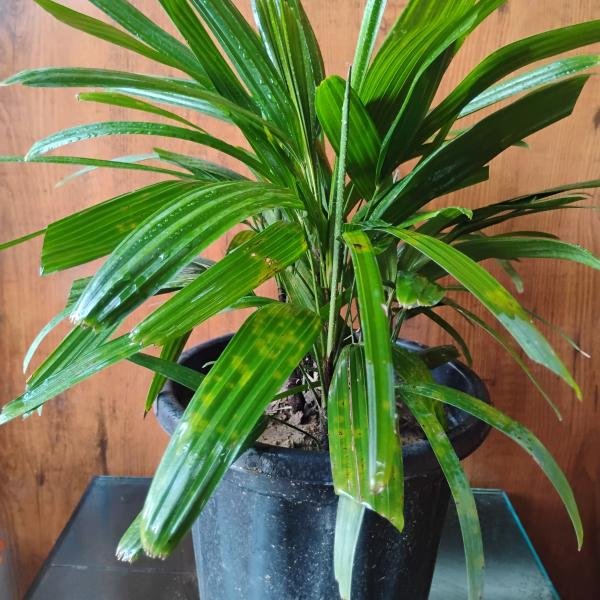Rhapis excelsa