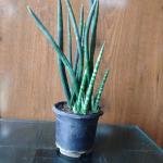 Snake plant