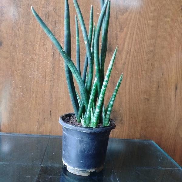 Snake plant with pot