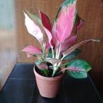 Lipstick plant with plastic pot