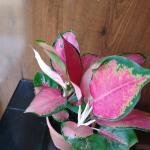 Lipstick plant with plastic pot