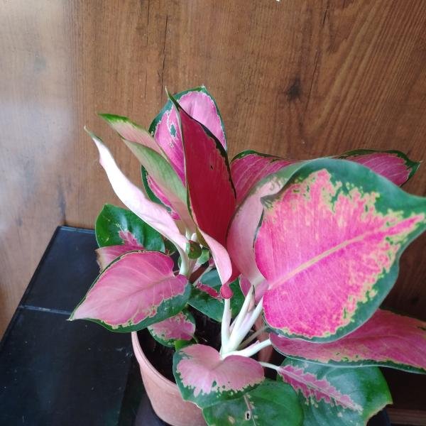 Lipstick plant with plastic pot