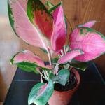 Lipstick plant with plastic pot